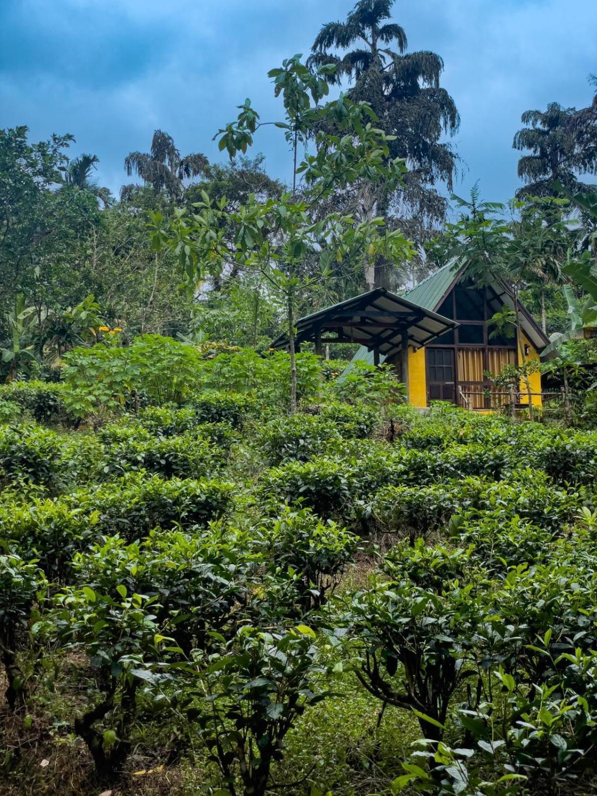 Hotel Rainforest Cabin Deniyaya Exterior foto